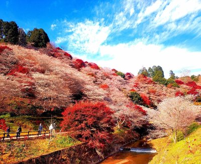 🌸 오바라 교류 공원(오바라 후레아이 코엔) 이미지 2